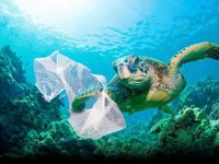 Deniz kaplumbağaları plastikten ölüyor