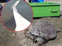 Kuşadası'nda yunus ve caretta caretta ölüleri kıyıya vurdu