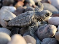 Caretta carettalar için bekçi aranıyor