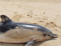 Fransa’da yılbaşından bu yana onlarca yunus kıyıya vurdu