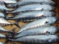 Mersin'de iki kişi, balık karnında uyuşturucu sevkiyatı yaparken yakalandı