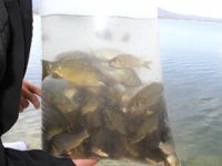 Beyşehir Gölü’ne 200 bin yavru sazan bırakıldı