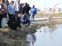 İSTE Göleti'ne onlarca sazan yavrusu bırakıldı