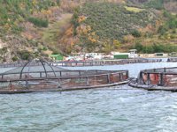 Samsun’da ‘Su Ürünleri Yetiştiriciliği’nin geliştirilmesi hedefleniyor