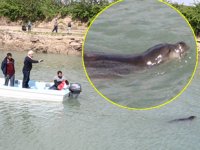 Aksu Çayı’nda Akdeniz foku bulundu