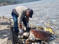 Kuşadası'nda iki adet ölü caretta caretta kıyıya vurdu