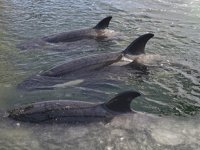 Rusya, Nakhodka’da 97 balinayı denize salacak