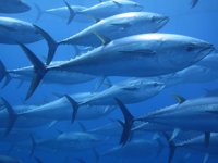 Türkiye 56 milyon dolarlık orkinos ihracatı gerçekleştirdi