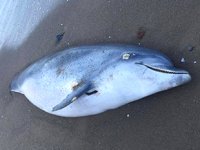 Trabzon’da yine kıyıya yunus ölüsü vurdu