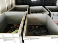 Söke’de 12 bin deniz patlıcanı ele geçirildi