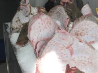 Kalkan bolluğu, balıkçıların yüzünü güldürdü