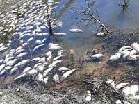 Girdev Gölü'nde binlerce balık telef oldu