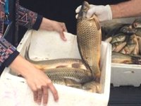 Kaçak avlanan sazan balığı ve ağ ele geçirildi