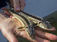 Antalya Deniz Biyolojisi Müzesi’ni 5 yılda 25 bin kişi ziyaret etti