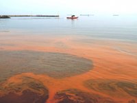 Tekirdağ'da denizin turuncu olmasının sebebi belli oldu