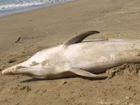 Kozlu’da yunus ölüsü kıyıya vurdu
