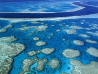 Büyük Bariyer Resifi'nde mercan oluşumu yüzde 89 azaldı