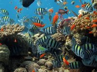 Dünyanın en büyük yapay mercan resifi için çalışmalar başladı