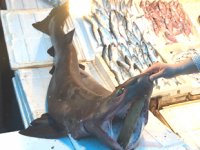 Mersinli balıkçıların ağına köpek balığı takıldı