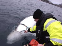 Norveç, Rusya’nın balinaları askeri amaçlı kullandığını öne sürdü