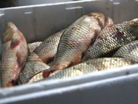 Kayseri’de 15 ton kaçak balık ele geçirildi