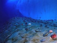 Okyanuslarda yüzbinlerce yeni deniz virüsü bulundu