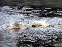 Balıkçılar, çaya yumurta bırakan sazanlar için nöbet tutuyor