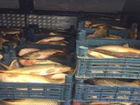 Bin 200 kilo aynalı sazan ve yayın balığı imha edildi