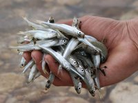 Kayseri'nin gümüş balığı Avrupa sofralarını süslüyor