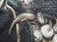 Van’da 500 metrelik manyat ağı ele geçirildi