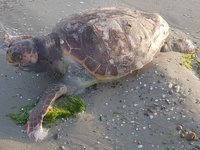 Silivri’de ölü caretta caretta kıyıya vurdu