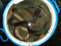 Ayvalık’ta deniz patlıcanı avlamak yasaklandı