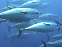 Orkinos avı için 29 gemiye izin verildi