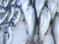 Karadeniz’de tezgahlar kültür balıklarına kaldı