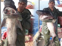 Antalyalı balıkçı, 1 metre uzunluğunda akya balığı yakaladı