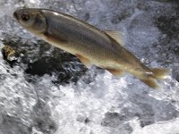 Van’da göç eden balıkların önündeki engeller temizlendi