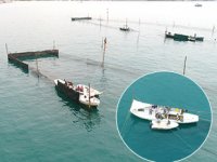 Beykoz'da dalyancılık yöntemiyle balık avlıyorlar