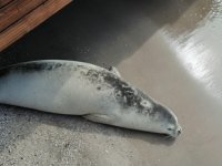 Beyaz fok balığı, Bodrum koylarını mesken tuttu