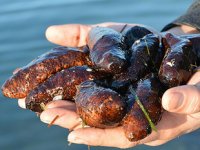 Deniz patlıcanı avcılığının yasaklanması talep edildi