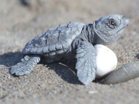 Fikirler deniz kaplumbağaları için yarışacak