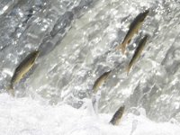 Siraz balığının çoğalması için özel çalışma yapılıyor