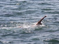 Sıcaklarda baraj, gölet ve sulama kanallarında boğulma oranı artıyor