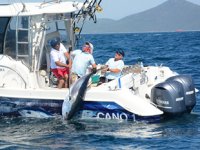 Didim, açık deniz sportif balık avı yarışmasına ev sahipliği yapacak