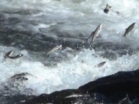 İnci kefalinin göç yolculuğu devam ediyor