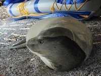 Bodrum koylarını mesken tutan beyaz fok balığını şikayet ettiler