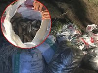 Van’da 3 bin 500 kilo kaçak avlanmış balık ele geçirildi