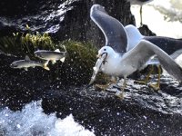 İnci kefalleri, göç sırasında martılar ile de mücadele ediyor