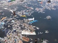 Tarım ve Orman Bakanlığı’ndan balık ölümleriyle ilgili açıklama geldi