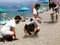 Carettalar kıyılara yumurta bırakmaya başladı