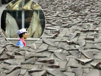 Kanada, köpekbalığı yüzgeci ticaretini yasakladı